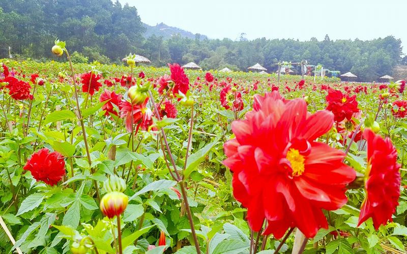 thung lũng hoa yên tử