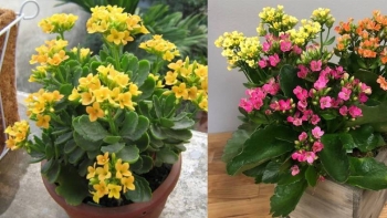 Bất ngờ với những công dụng của cây hoa sống đời