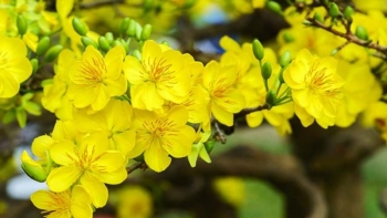 Loại hoa được nhiều người "săn lùng" và "chào đón" dịp Tết đến xuân về