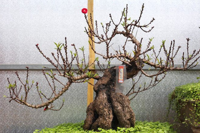 Đào Thất thốn là gì?