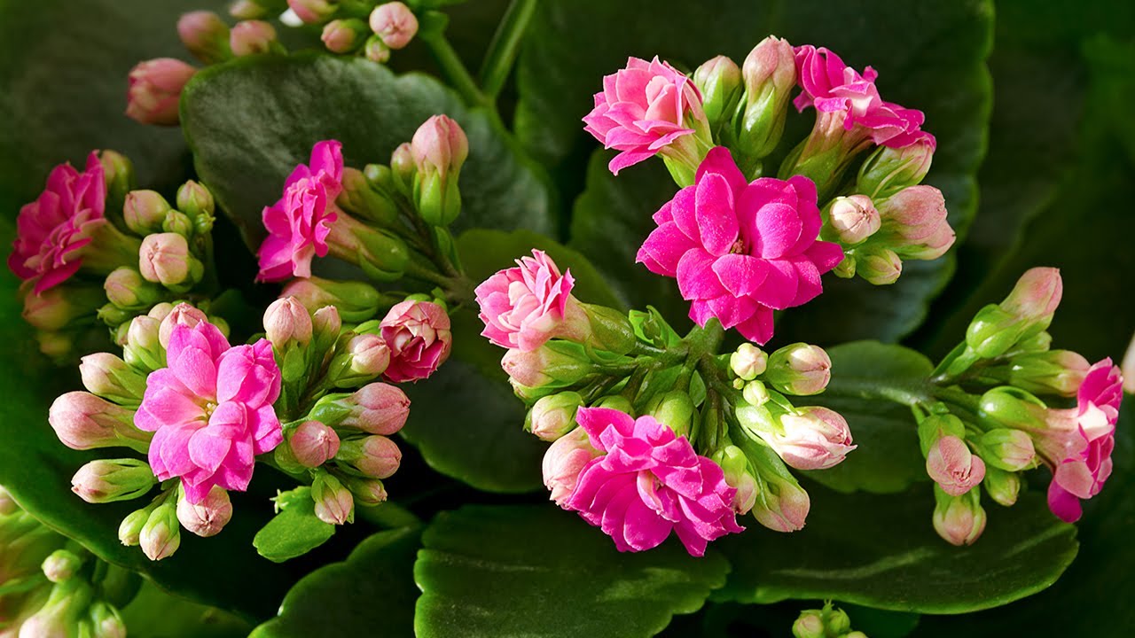 Chăm Sóc Cây Sống Đời Kép Sau Khi Hoa Tàn - Riêng Một Góc Vườn