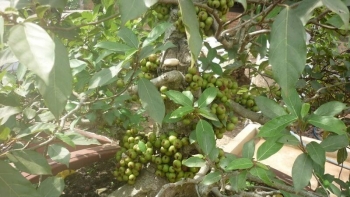 Bất ngờ với loại quả được người dân "săn lùng" trong ngày Tết để đón một năm sung túc