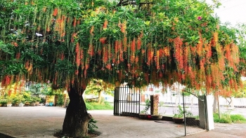 Top cây cảnh ngoài trời dễ trồng, hút vượng khí cho ngôi nhà được nhiều người lựa chọn