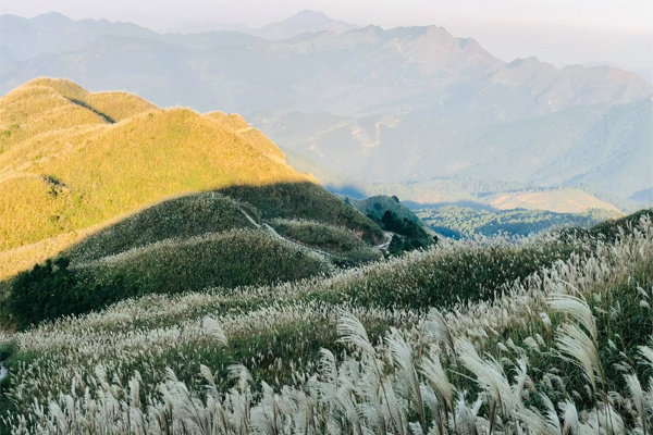 bình liêu cỏ lau