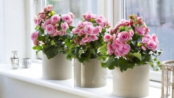 Bất ngờ với những chậu hoa đẹp "ngất ngây" để chưng Tết 2023