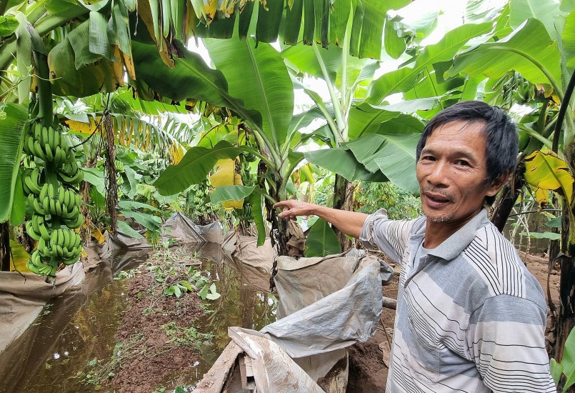 Khu nuôi ốc nhồi của ông Chiêm trồng nhiều cây xanh để chắn gió vào mùa Đông và tạo mát vào mùa hè.
