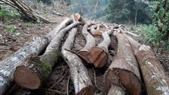 Phú Thọ: Kỷ luật tập thể, cá nhân để xảy ra phá rừng đặc dụng tại Vườn Quốc gia Xuân Sơn