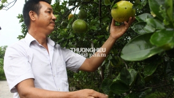 Thu hoạch bưởi Thồ trái vụ, nông dân huyện Phú Xuyên nâng cao thu nhập