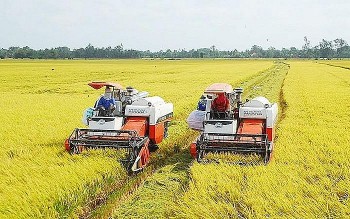 Nghịch lý giá gạo trong nước so với thế giới