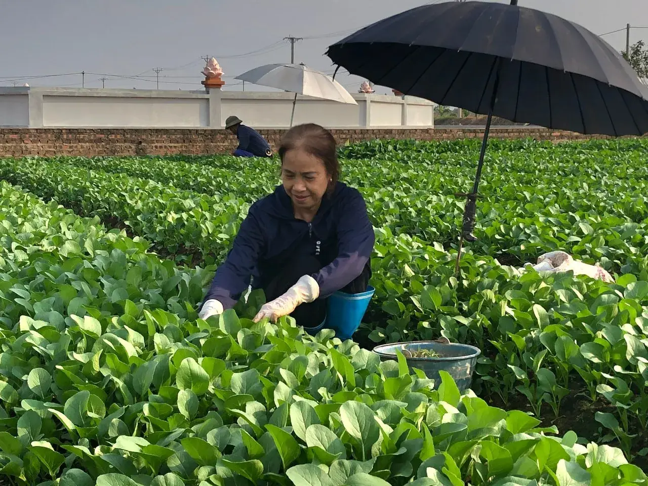 Gỡ vướng mã số vùng trồng, mở đường cho nông sản xuất khẩu