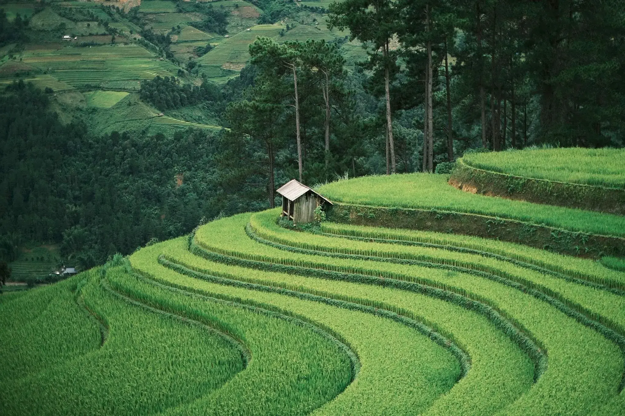 Tham khảo thông tin và biết mùa lúa Tây Bắc kéo dài từ cuối tháng 8 tới đầu tháng 10, Đạt chia sẻ đã dành 3 ngày 2 đêm giữa tháng 9 để ra miền Bắc đón mùa thu, khám phá các địa điểm đẹp nhất ở Mù Cang Chải.