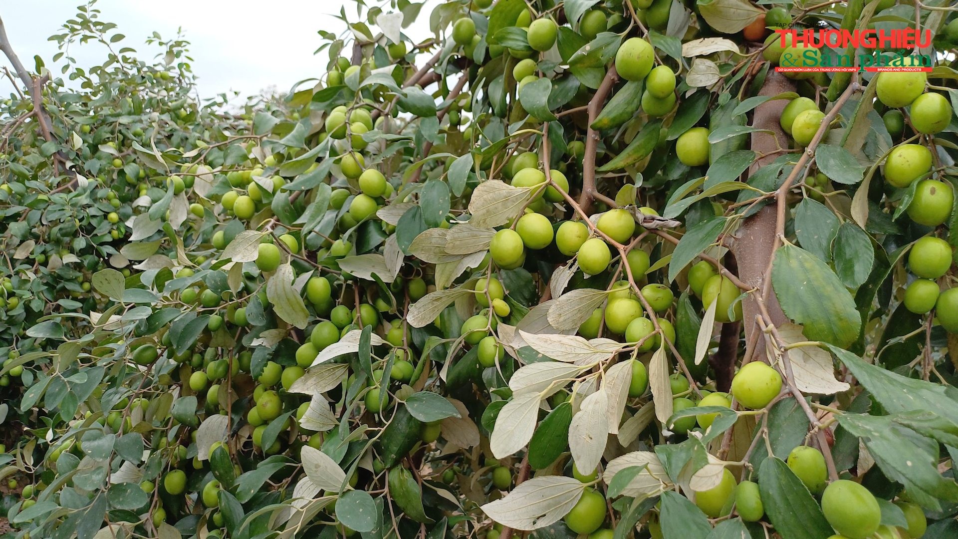 Táo muối Bàng La vào vụ Tết Táo muối Bàng La vào vụ Tết