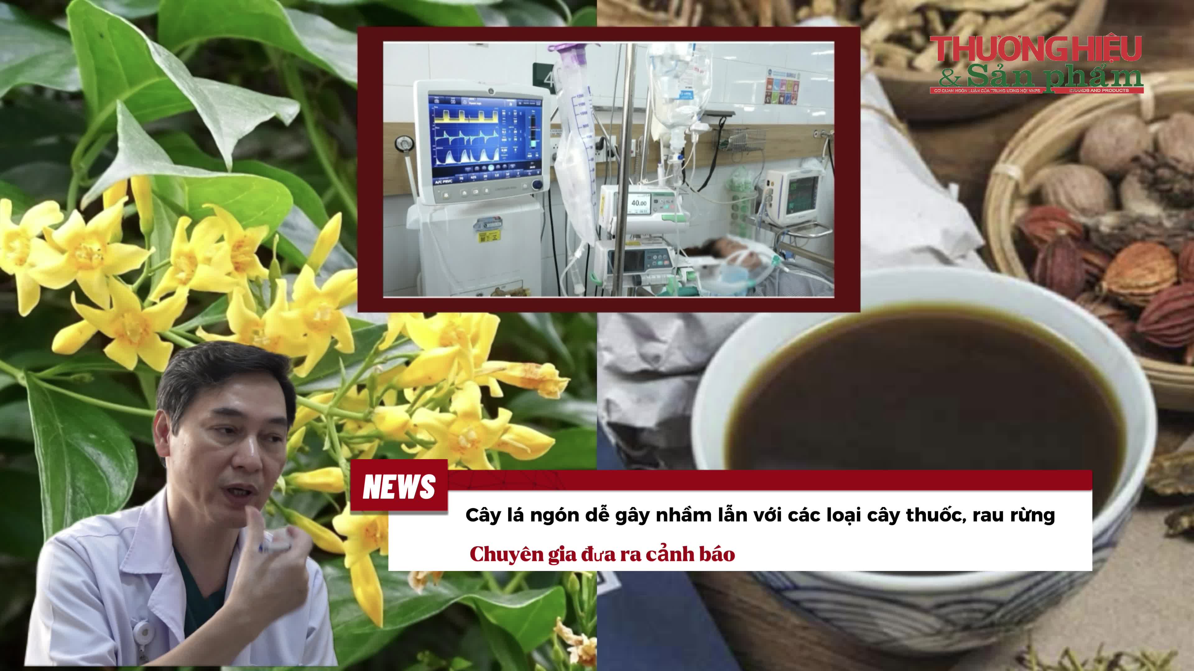 Cây lá ngón dễ gây nhầm lẫn với các loại cây thuốc, rau rừng, chuyên gia đưa ra cảnh báo